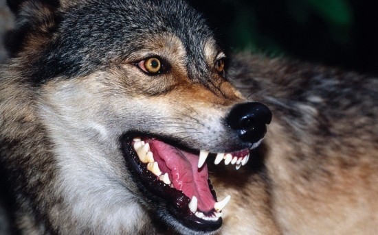 Wild wolf