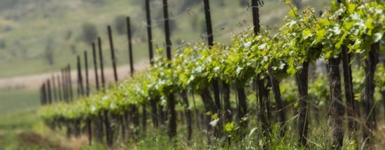 vinyards-245-yaffo-winery