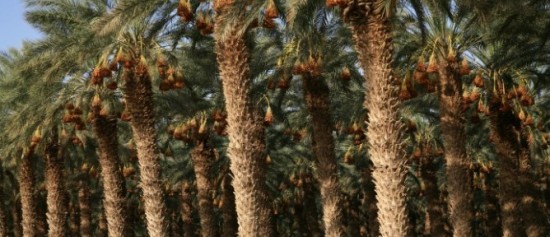 palm-trees