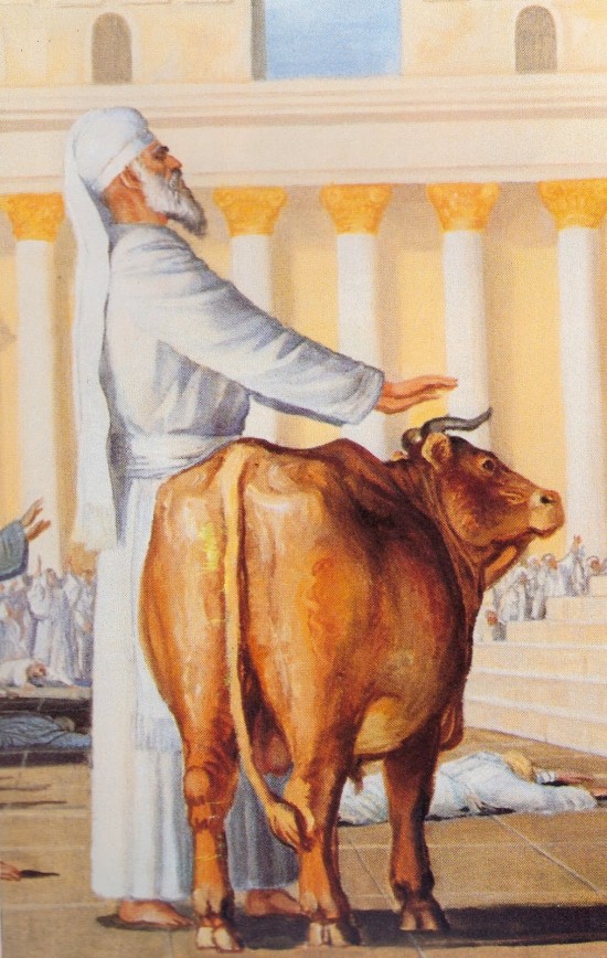 bull