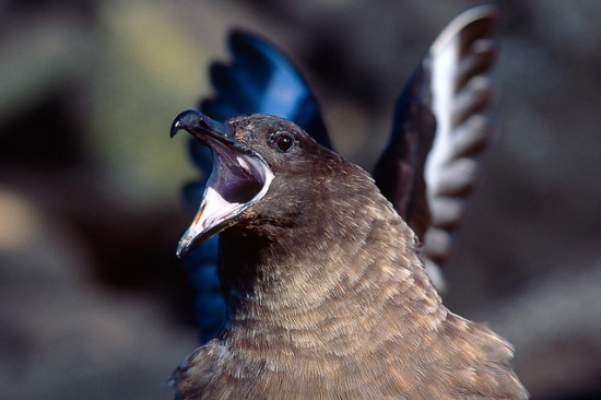 creative commons จาก http://blog.forestandbird.org.nz