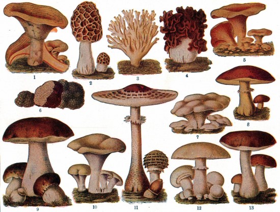 Botanical-Educational-plate-Edible-fungi
